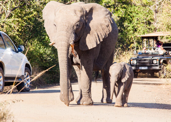 Elephant and game viewer-1 Elephant and Game Drive vehicle in Hluhluwe-iMfolozi Game Reserve