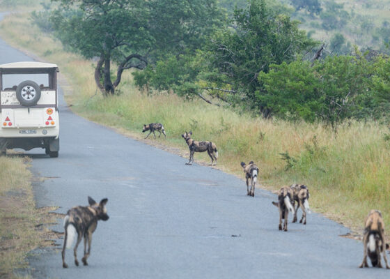 Euro Zulu and wild dogs-1 Wild dogs in Hluhluwe-iMfolozi Game Reserve