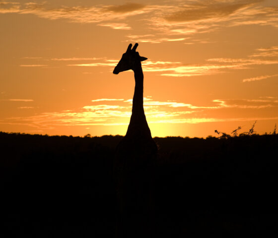 Giraffe at sunset Giraffe at sunset