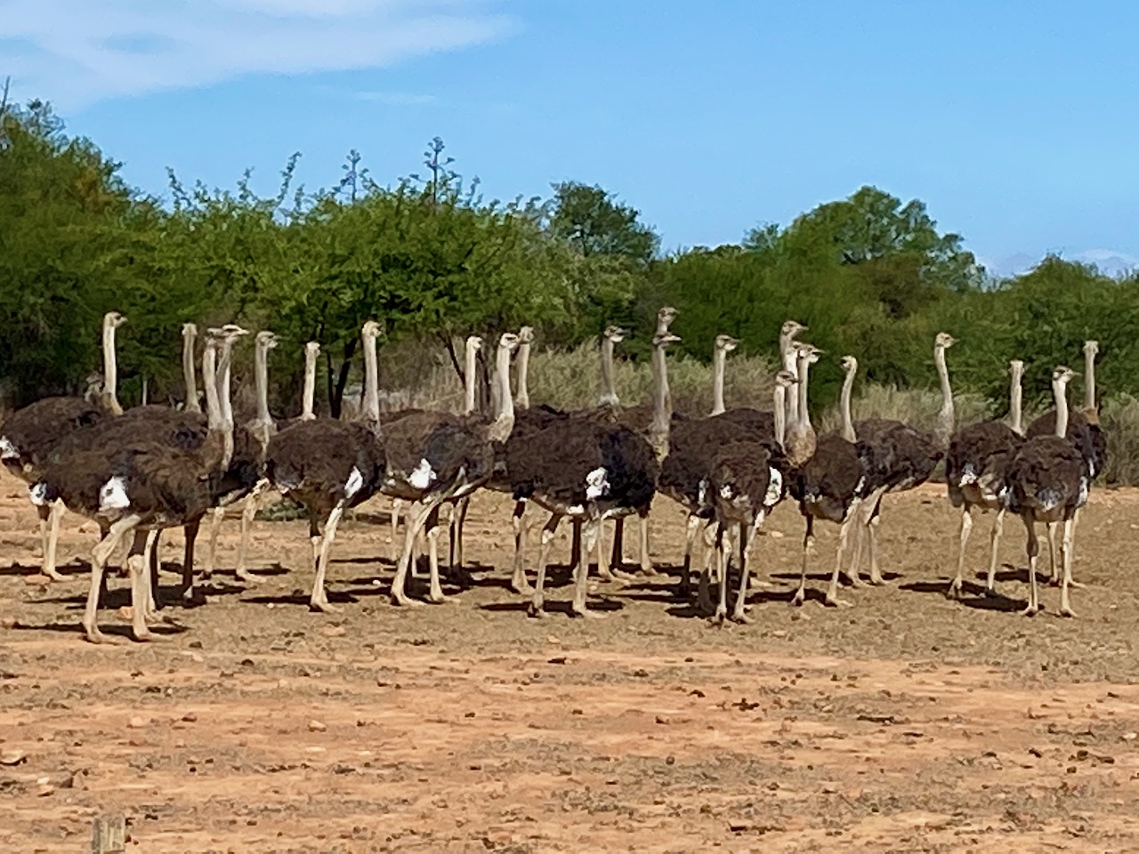 Ostrich fram in Oudtshoorn