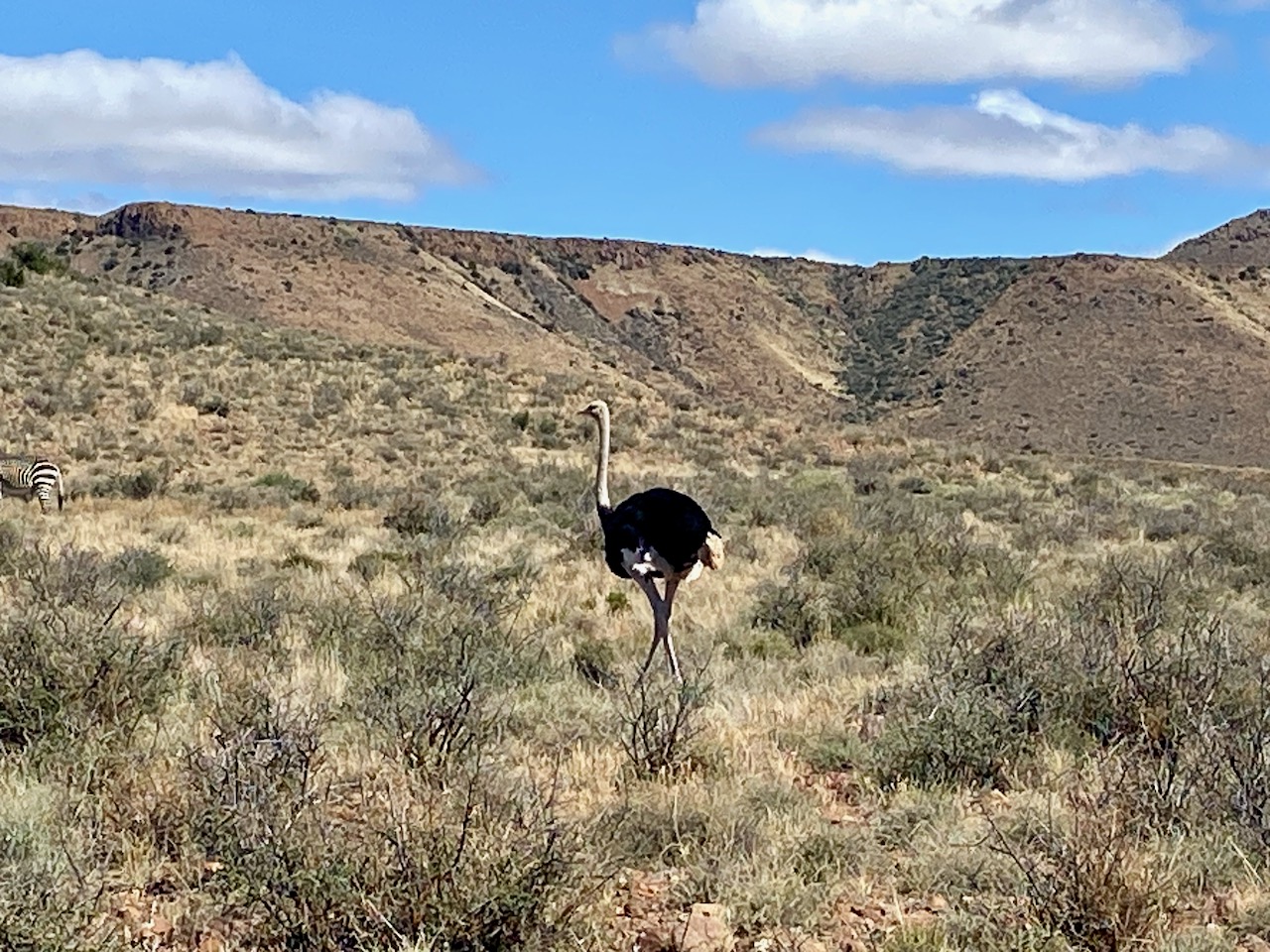 Ostrich in the Karoo region of the Western Cape, South Africa