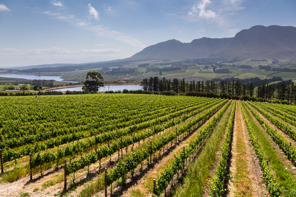 Vineyards in the Cape Winelands